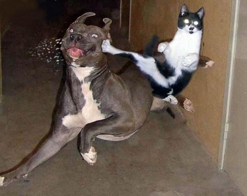Kat schopt hond