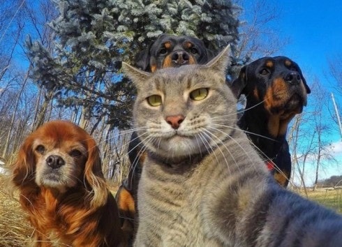Pet gang selfie